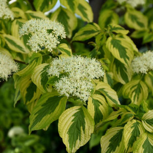 Golden Shadows® Pagoda Dogwood flowers