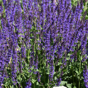 May Night Sage flowers