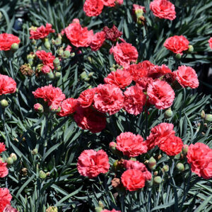 Early Bird&trade; Chili Pinks flowers