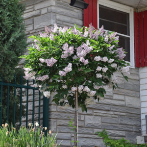 Miss Kim Lilac (tree form) in bloom