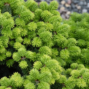 Piccolo Dwarf Balsam Fir foliage