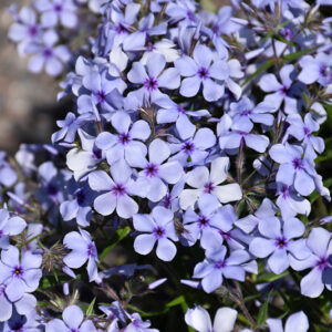 Chattahoochee Phlox flowers