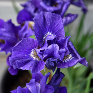 Ruffled Velvet Iris flowers