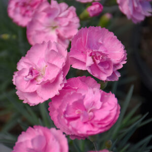 Fruit Punch&reg; Sweetie Pie Pinks flowers