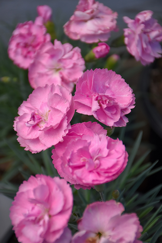 Fruit Punch® Sweetie Pie Pinks flowers