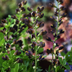 Decadence&reg; Dark Chocolate False Indigo flowers