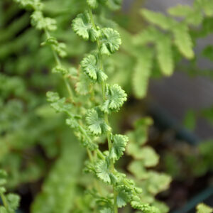 Tatting Fern foliage