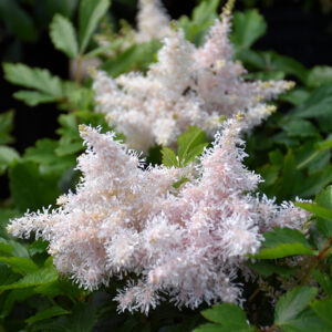 Sugarberry Astilbe flowers