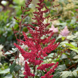 Radius Astilbe flowers