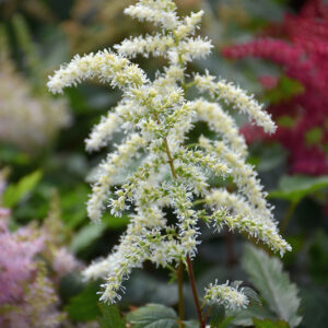 Cappuccino Astilbe flowers