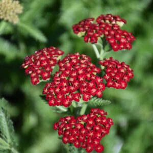Sassy Summer Sangria Yarrow flowers