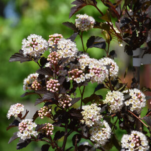 Summer Wine&reg; Ninebark (tree form) flowers