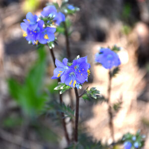 Purple Rain Jacob's Ladder flowers