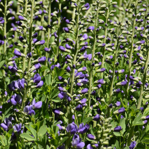 Purple Smoke False Indigo flowers