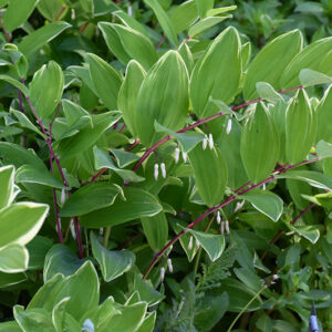 Variegated Solomon's Seal flowers