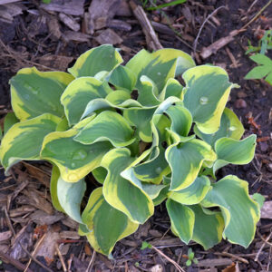 Mini Skirt Hosta