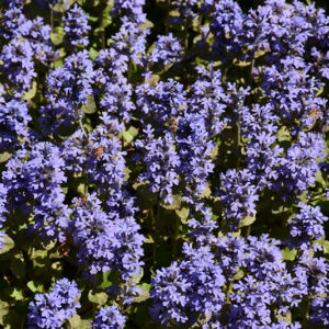 Common Bugleweed flowers