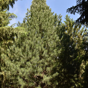 Prairie Statesman Swiss Stone Pine