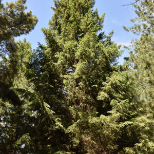 Royal Splendor Norway Spruce