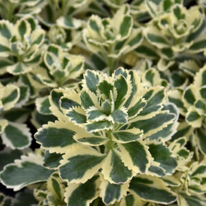 Atlantis&trade; Stonecrop foliage