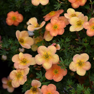 Orangeade Potentilla flowers