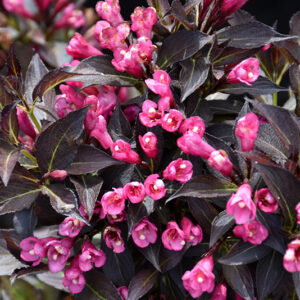 Spilled Wine&reg; Weigela flowers