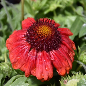 Mesa Red Blanket Flower flowers