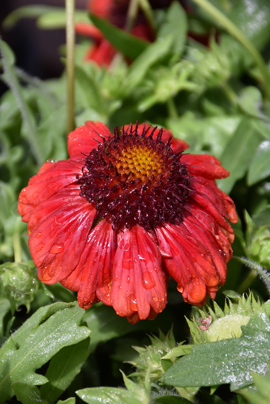 Mesa Red Blanket Flower flowers
