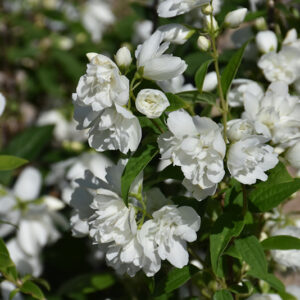 Snow Dwarf Mockorange flowers