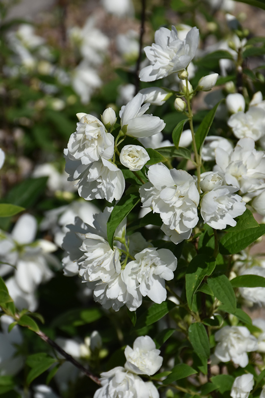Snow Dwarf Mockorange flowers