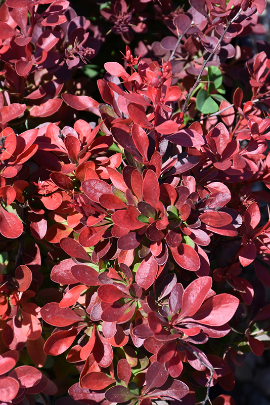 Cherry Bomb Japanese Barberry foliage