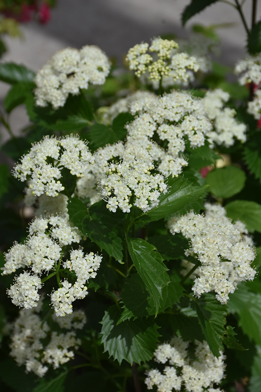 Blue Muffin® Viburnum flowers