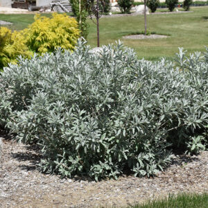 Iceberg Alley&reg; Sageleaf Willow