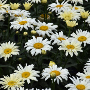 Amazing Daisies&reg; Banana Cream Shasta Daisy flowers
