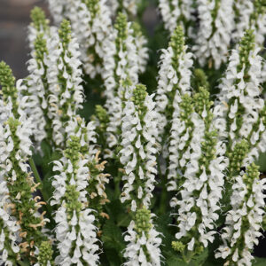 Bumblesnow Meadow Sage flowers