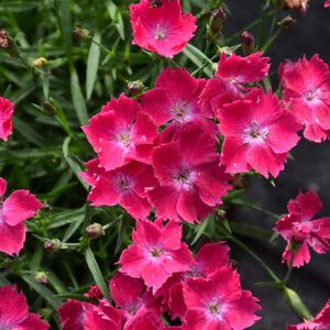 Beauties&reg; Kahori&reg; Scarlet Pinks flowers
