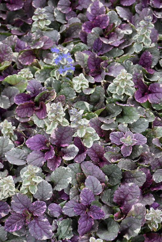 Burgundy Glow Bugleweed flowers