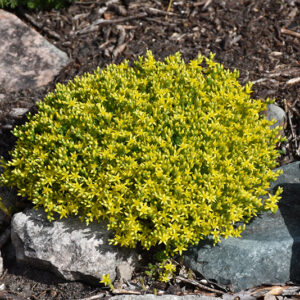 Golden Moss Stonecrop in bloom