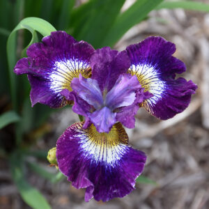 Contrast In Styles Siberian Iris flowers