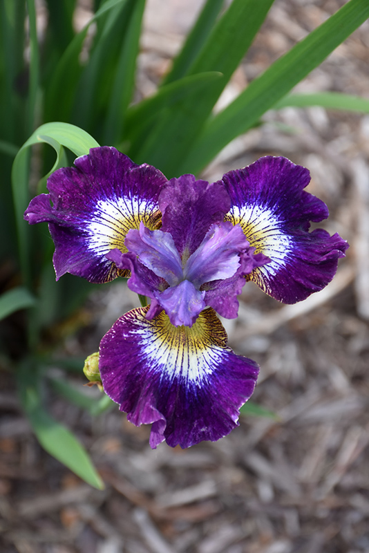 Contrast In Styles Siberian Iris flowers