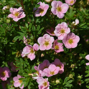Pink Beauty Potentilla flowers