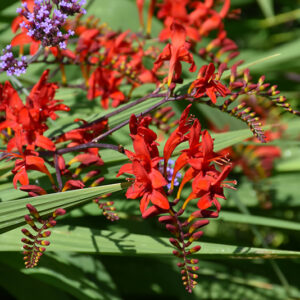 Lucifer Crocosmia flowers