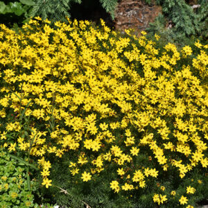 Zagreb Tickseed in bloom