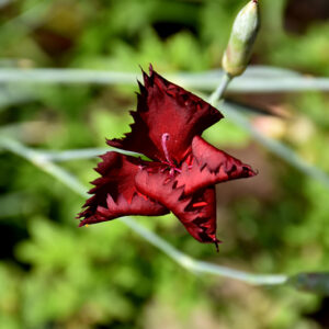 Grenadin King Of The Blacks Carnation flowers