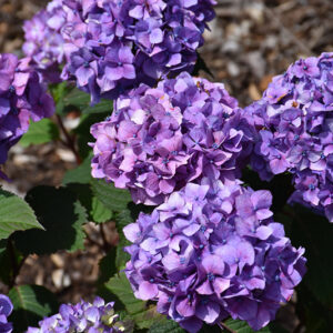 Bloomstruck&reg; Hydrangea flowers