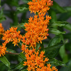 Butterfly Weed flowers