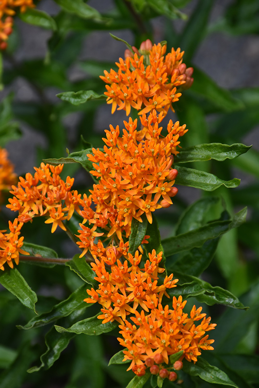 Butterfly Weed flowers