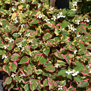 Chameleon Houttuynia in bloom