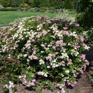 Shirobana Spirea in bloom