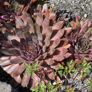 Kalinda Hens And Chicks